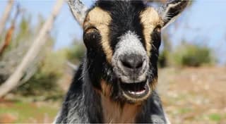 The Goat